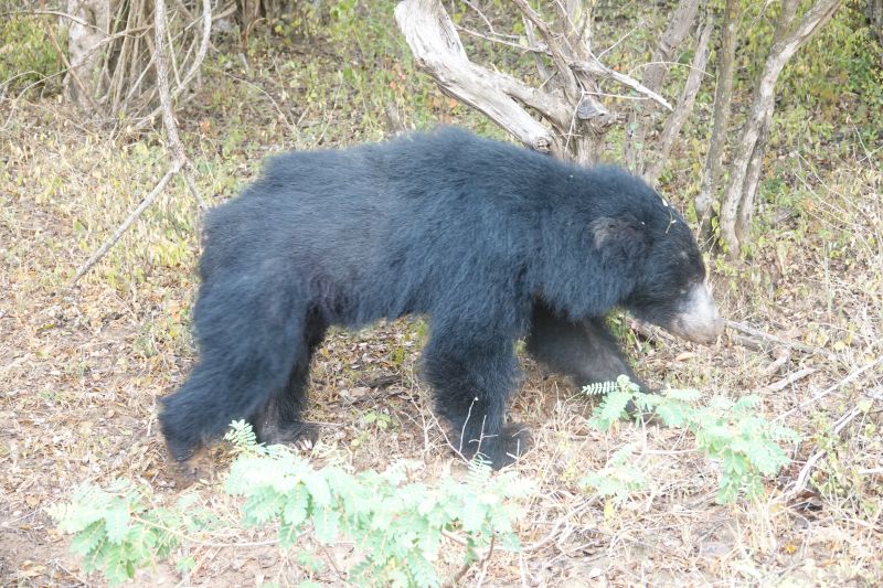 <i>Melursus ursinus inornatus</i> (Sri Lankan Sloth Bear)