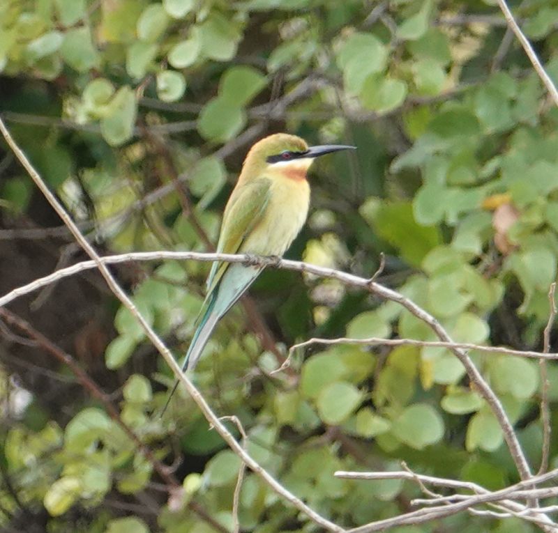 <i>Merops philippinus</i> (Blue-tailed Bee-eater)