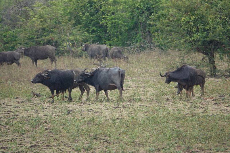 <i>Bubalus</i> (Water Buffaloes and Anoas)