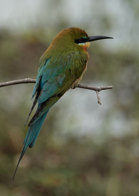 <i>Merops philippinus</i> (Blue-tailed Bee-eater)