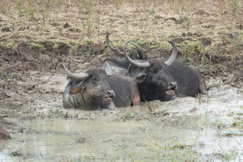 <i>Bubalus arnee</i> (Wild Water Buffalo)