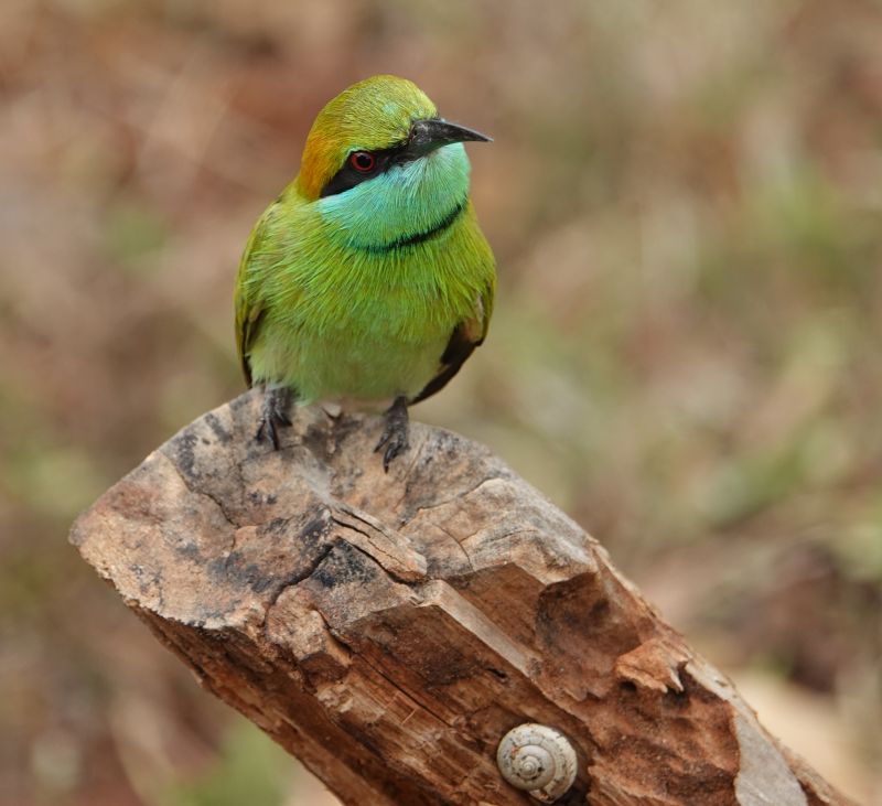 <i>Merops orientalis</i> (Green Bee-eater)