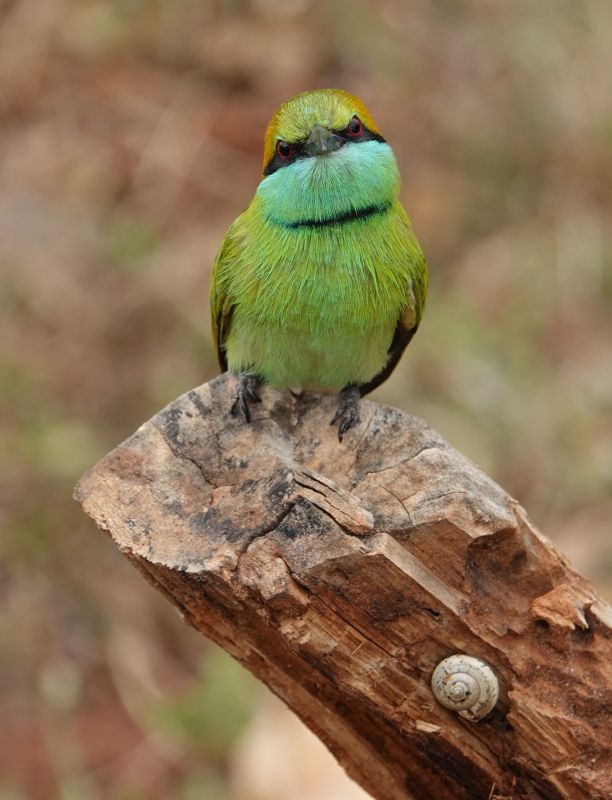 <i>Merops orientalis</i> (Green Bee-eater)