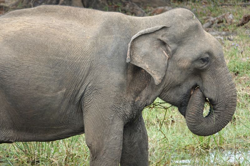 <i>Elephas maximus maximus</i> (Sri Lankan Elephant)