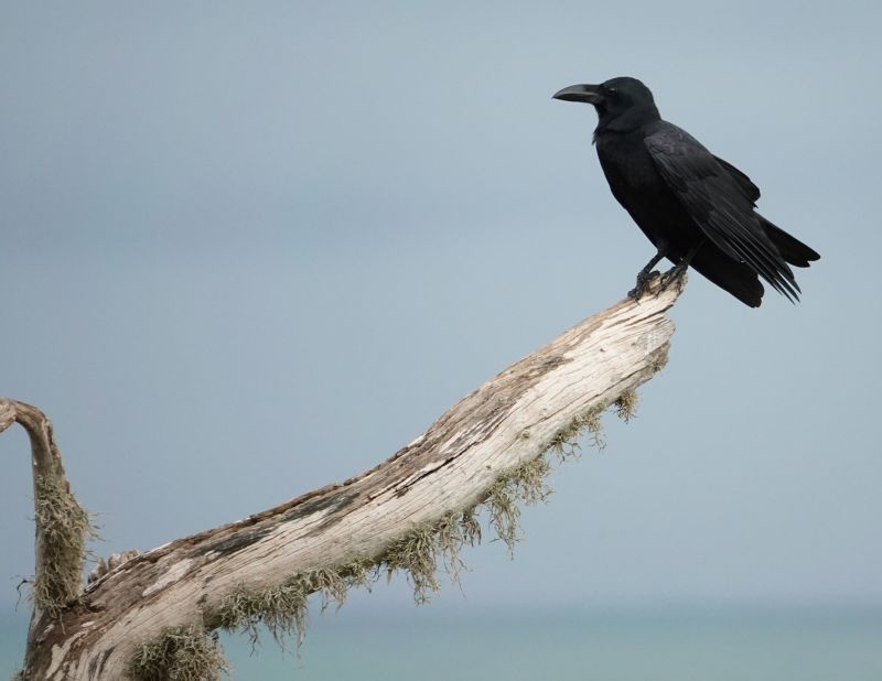 <i>Corvus macrorhynchos culminatus</i> (Large-billed Crow (Indian Jungle))