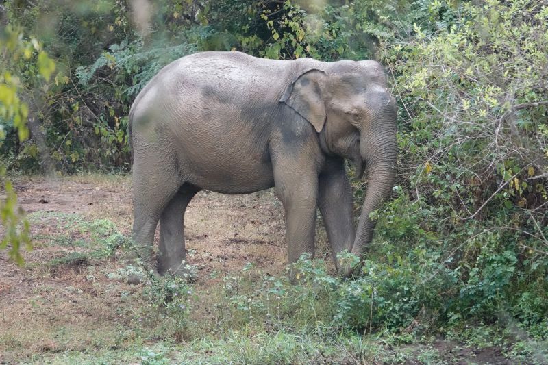 <i>Elephas maximus maximus</i> (Sri Lankan Elephant)