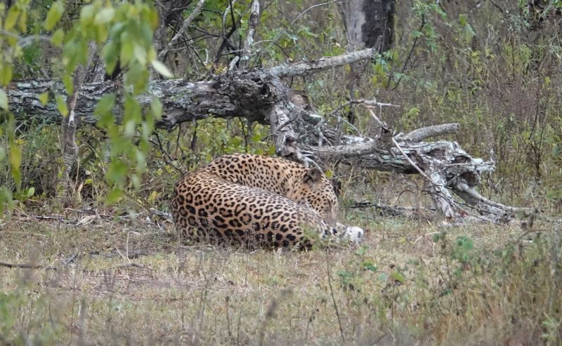 <i>Panthera pardus kotiya</i> (Sri Lankan Leopard)