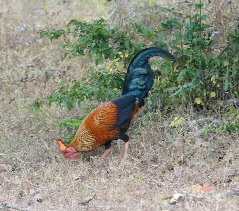 <i>Gallus lafayettii</i> (Sri Lanka Junglefowl)