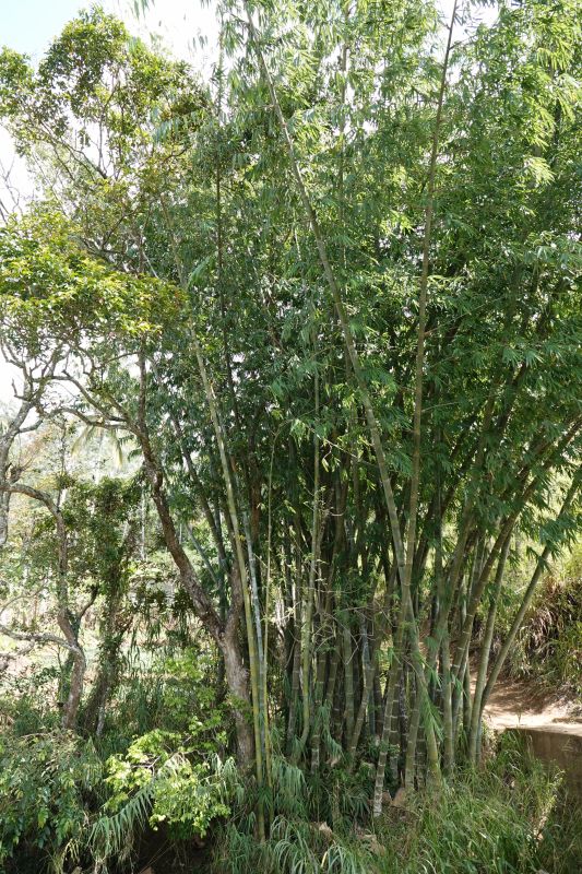 <i>Bambusoideae</i> (bamboos)