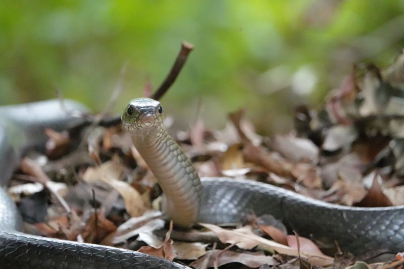 <i>Ptyas mucosa</i> (Oriental Rat Snake)