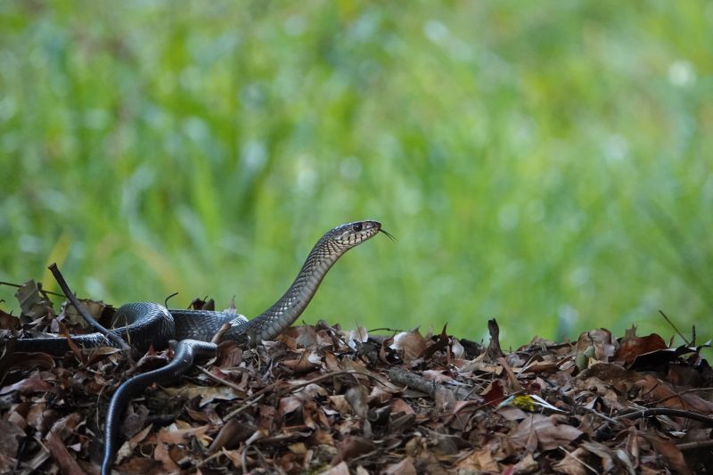 <i>Ptyas mucosa</i> (Oriental Rat Snake)