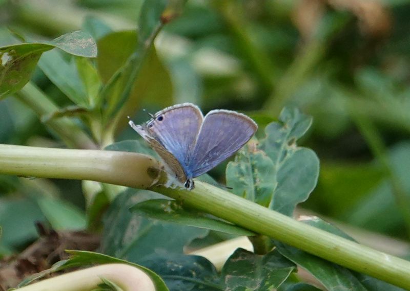 <i>Lampides boeticus</i> (Pea Blue)
