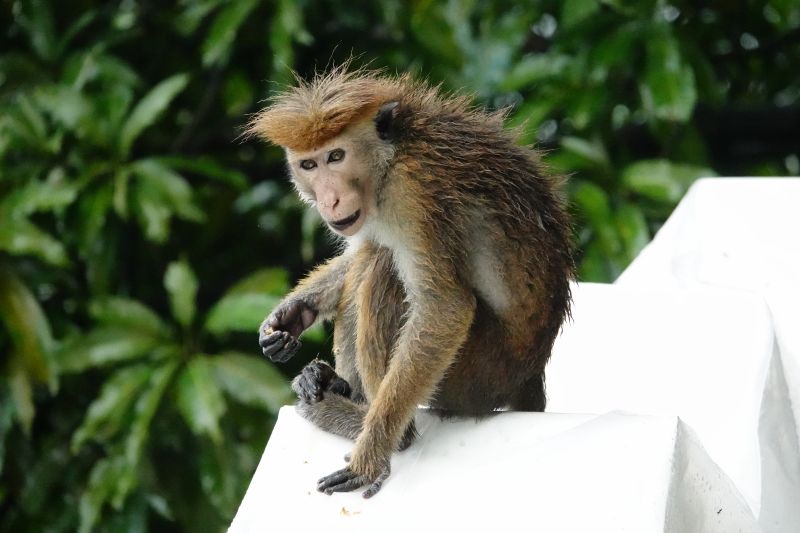 <i>Macaca sinica</i> (Toque Macaque)