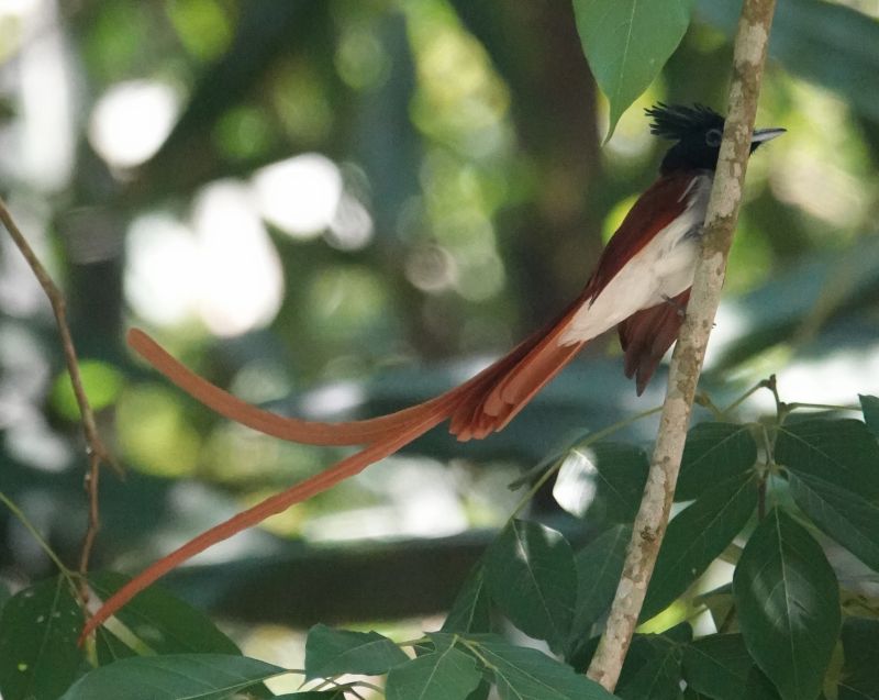 <i>Terpsiphone paradisi ceylonensis</i> (Ceylon Paradise-flycatcher)