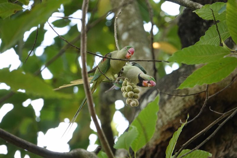 <i>Psittacula eupatria</i> (Alexandrine Parakeet)