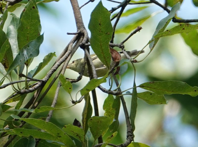 <i>Phylloscopus</i> (Leaf Warblers)