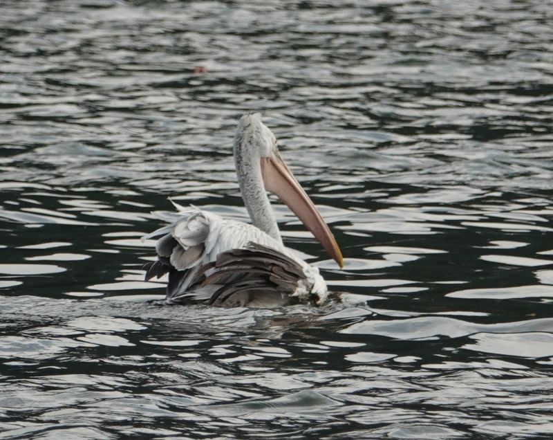 <i>Pelecanus philippensis</i> (Spot-billed Pelican)