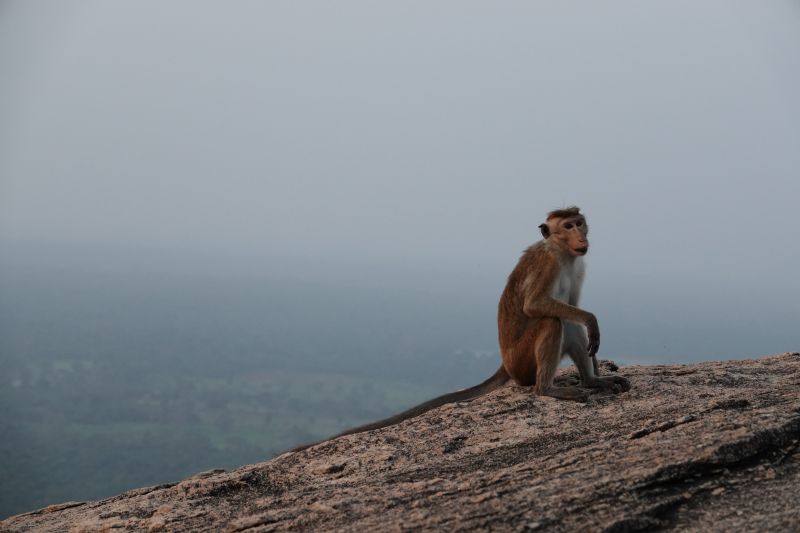 <i>Macaca sinica</i> (Toque Macaque)