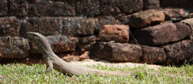 <i>Varanus bengalensis</i> (Bengal Monitor)