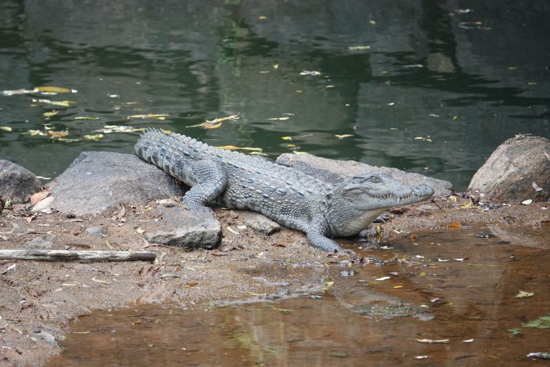 <i>Crocodylus palustris</i> (Mugger Crocodile)
