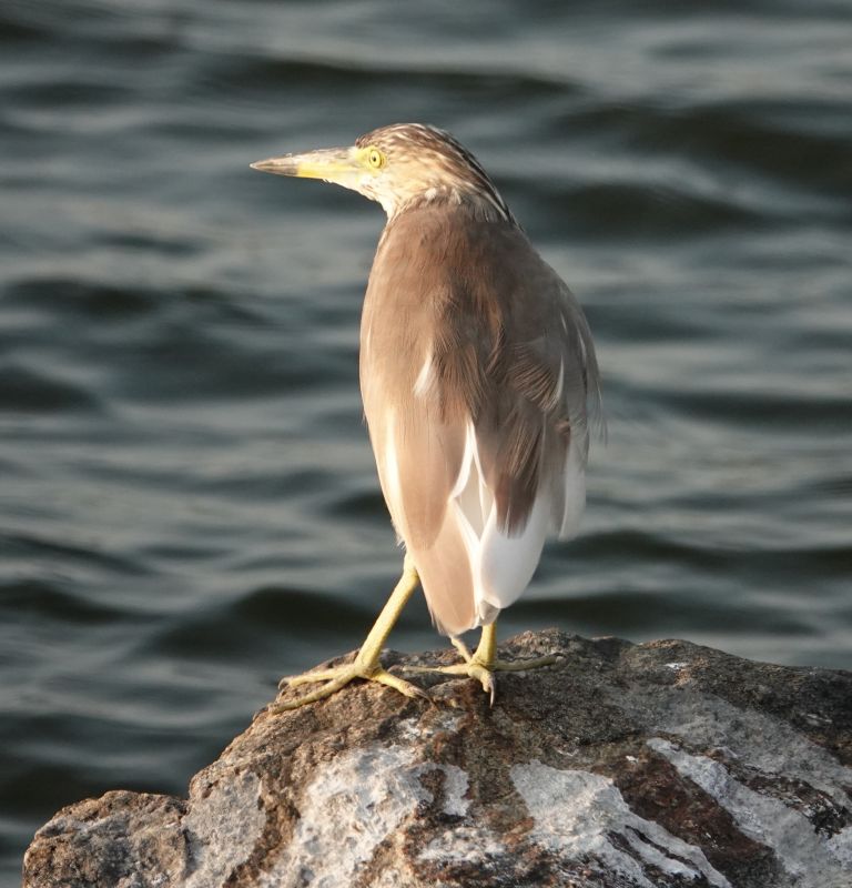 <i>Ardeola grayii</i> (Indian Pond-Heron)