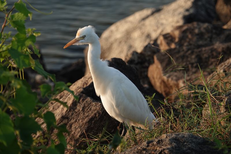 <i>Bubulcus ibis</i> (Cattle Egret)