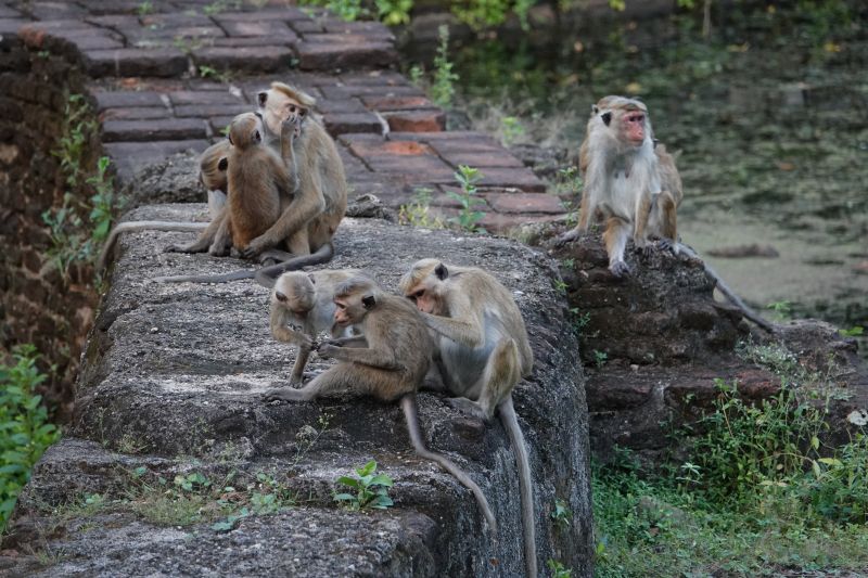 <i>Macaca sinica</i> (Toque Macaque)