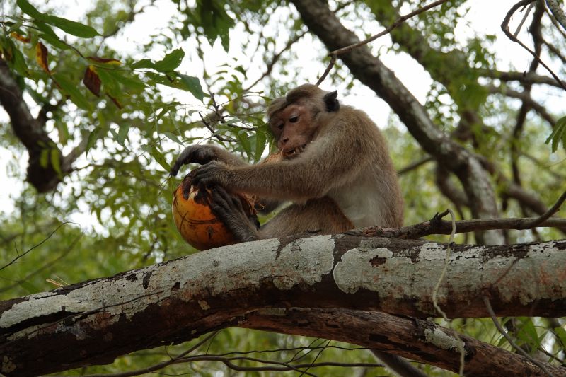 <i>Macaca sinica</i> (Toque Macaque)