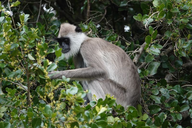 <i>Semnopithecus priam</i> (Tufted Grey Langur)