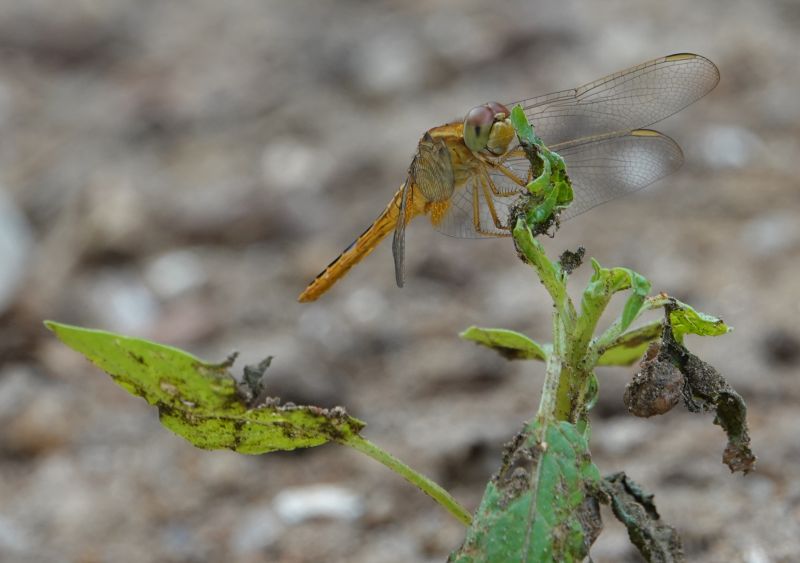 <i>Crocothemis servilia</i> (Scarlet Skimmer)