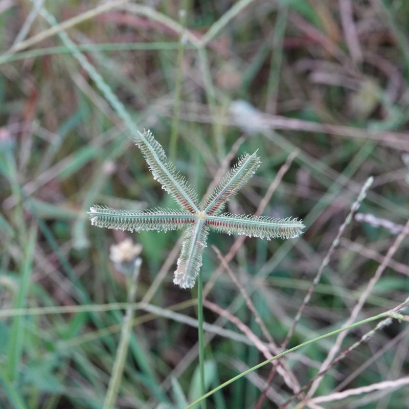 <i>Dactyloctenium aegyptium</i> (Durban Crowfoot)