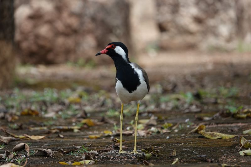 <i>Vanellus indicus</i> (Red-wattled Lapwing)