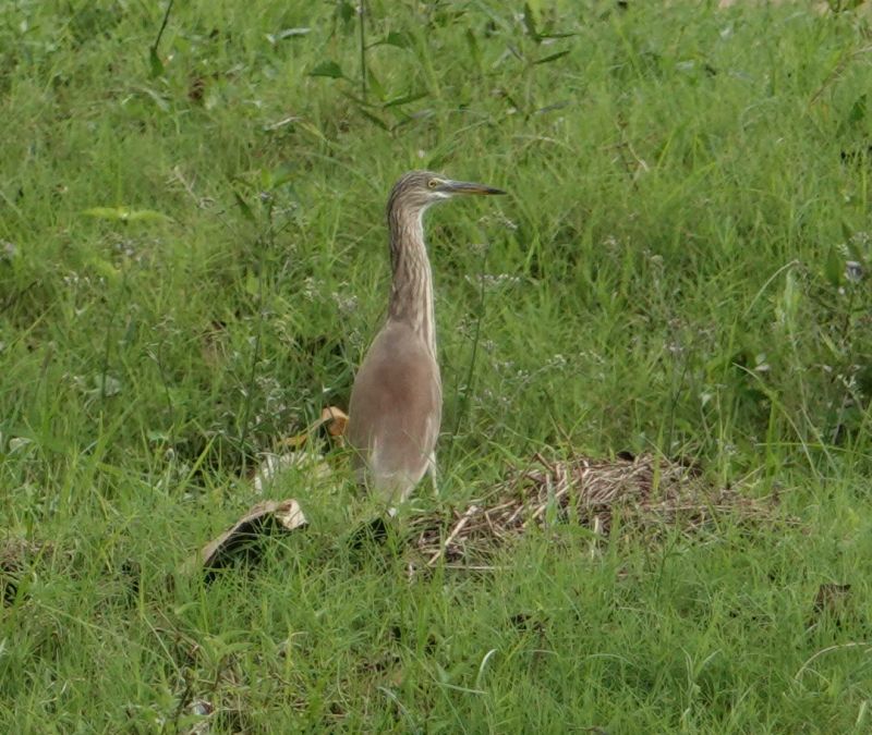 <i>Ardeola grayii</i> (Indian Pond-Heron)