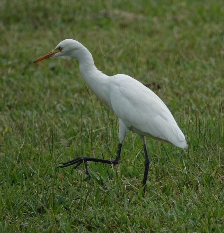 <i>Bubulcus ibis</i> (Cattle Egret)