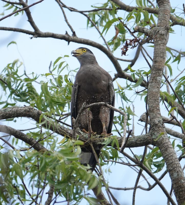 <i>Spilornis cheela</i> (Crested Serpent-Eagle)