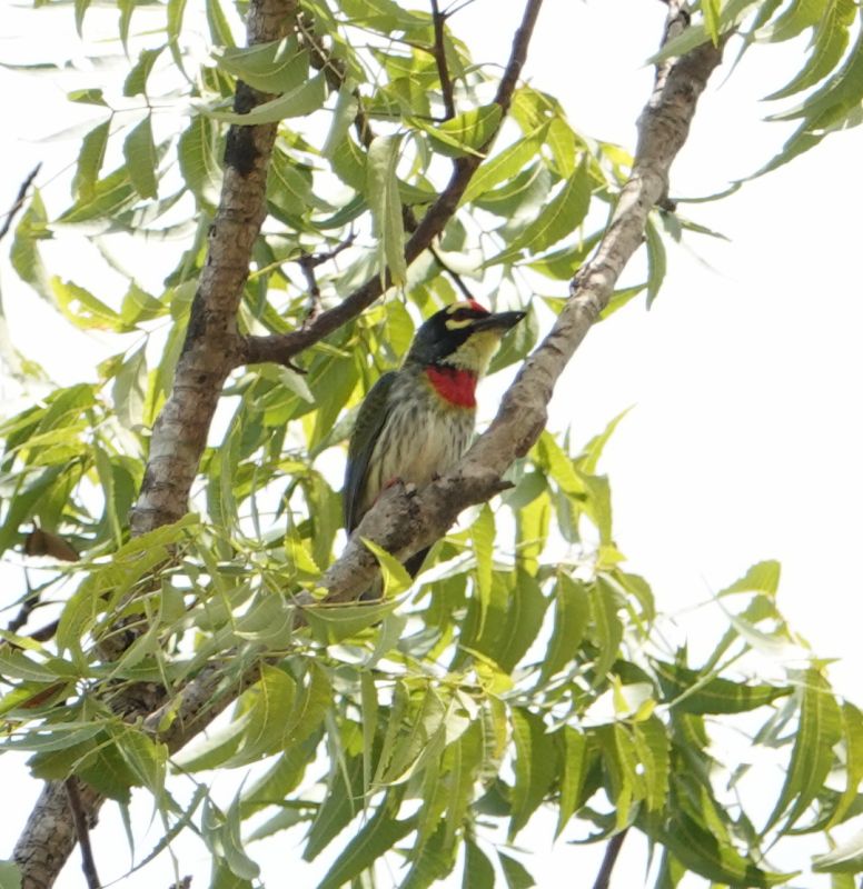 <i>Psilopogon haemacephalus</i> (Coppersmith Barbet)