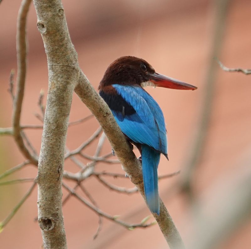 <i>Halcyon smyrnensis</i> (White-throated Kingfisher)