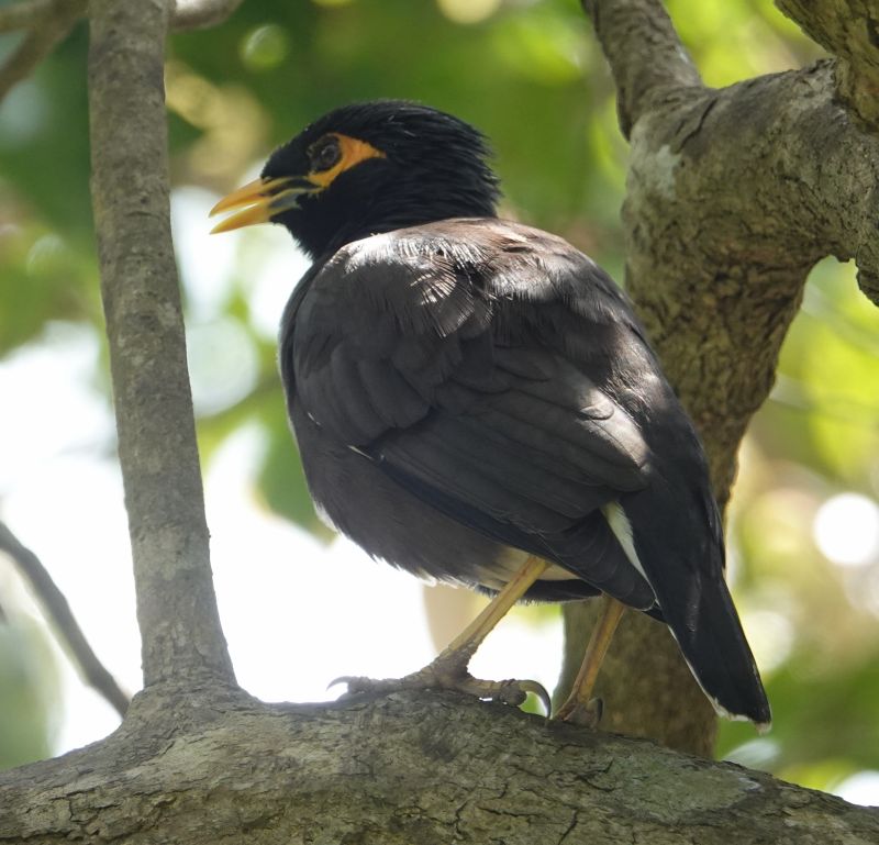 <i>Acridotheres tristis</i> (Common Myna)