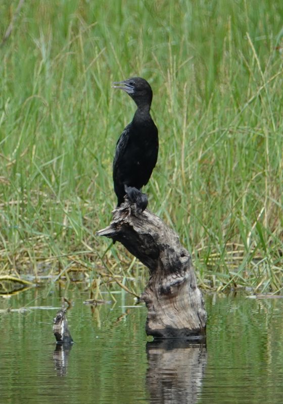 <i>Microcarbo niger</i> (Little Cormorant)