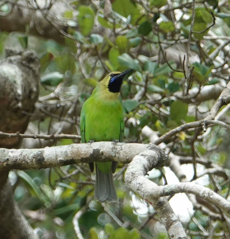 <i>Chloropsis jerdoni</i> (Jerdon's Leafbird)