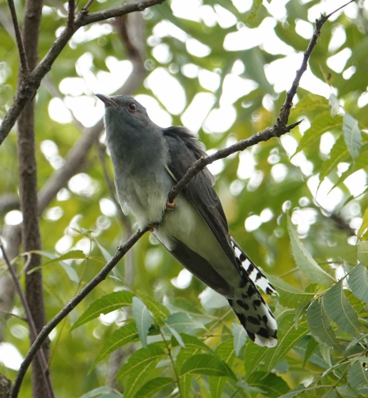 <i>Cacomantis passerinus</i> (Grey-bellied Cuckoo)