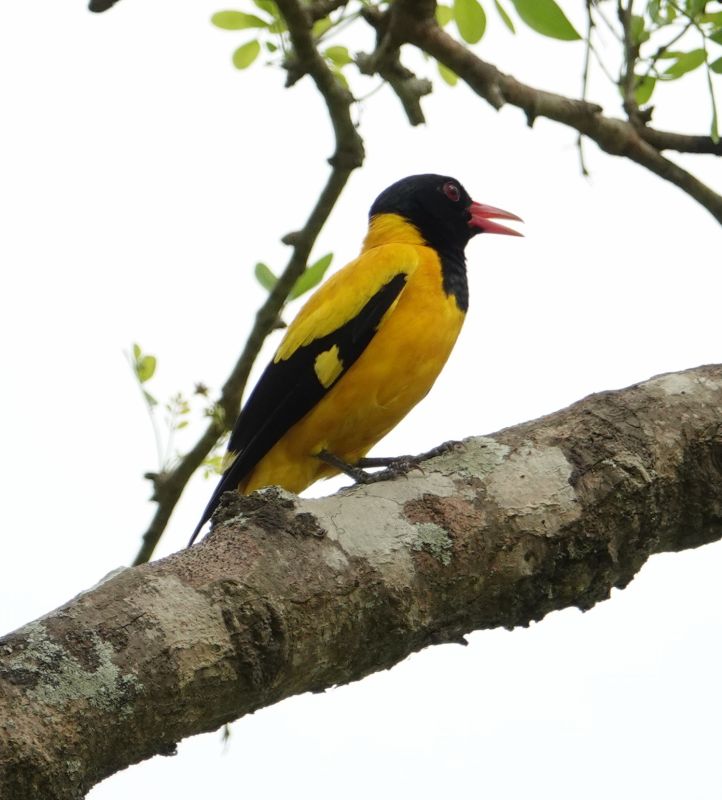 <i>Oriolus xanthornus</i> (Black-hooded Oriole)