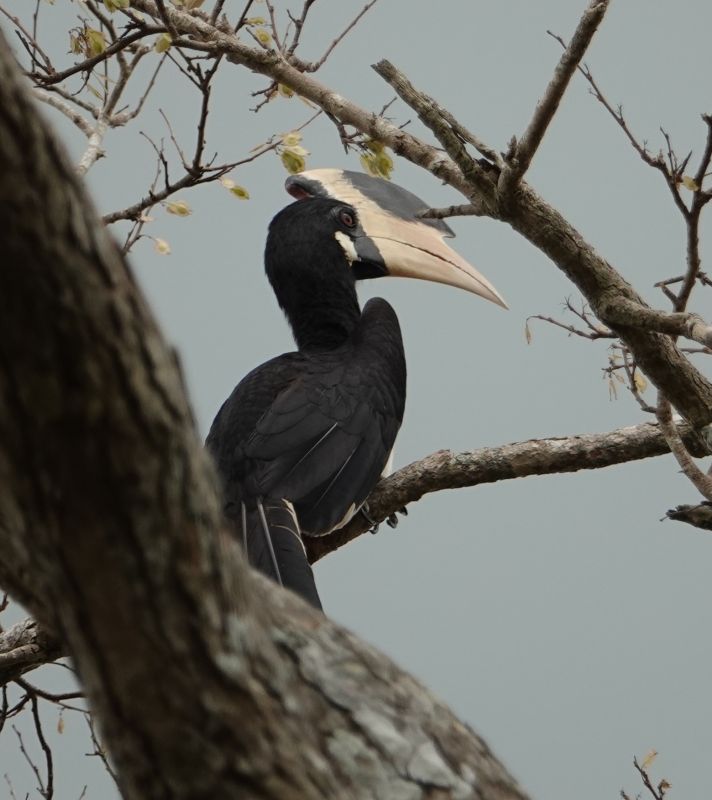 <i>Anthracoceros coronatus</i> (Malabar Pied Hornbill)