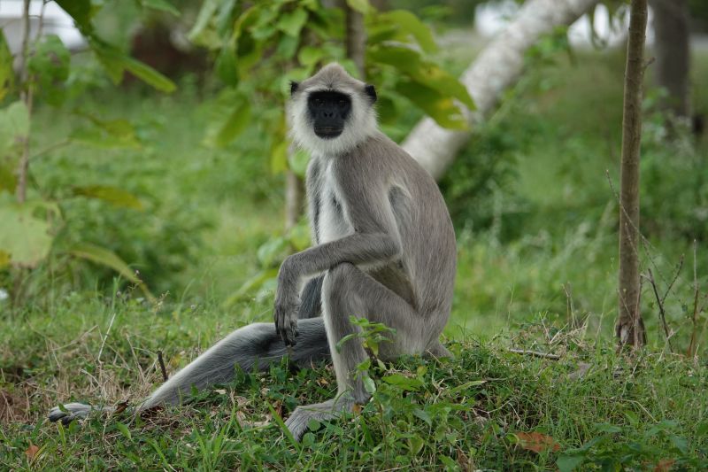 <i>Semnopithecus priam</i> (Tufted Grey Langur)