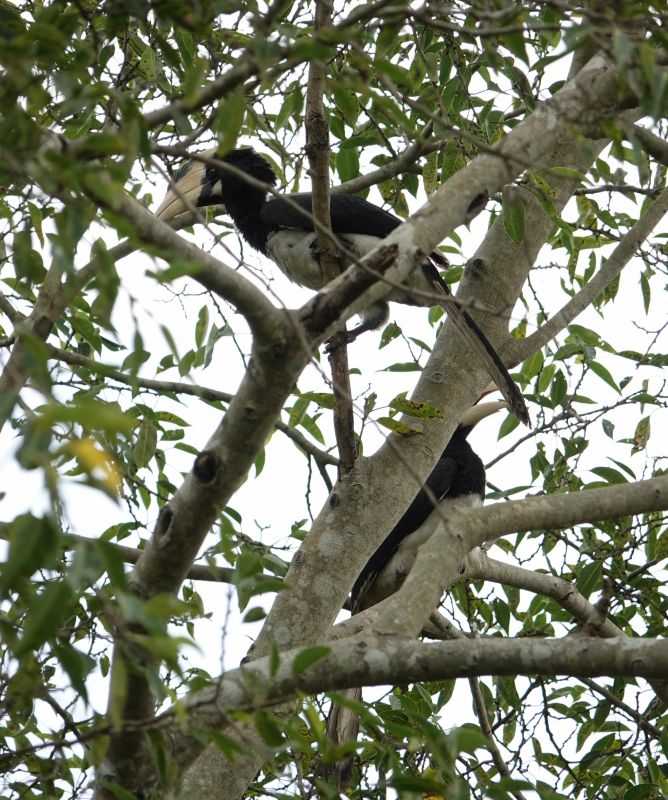 <i>Anthracoceros coronatus</i> (Malabar Pied Hornbill)