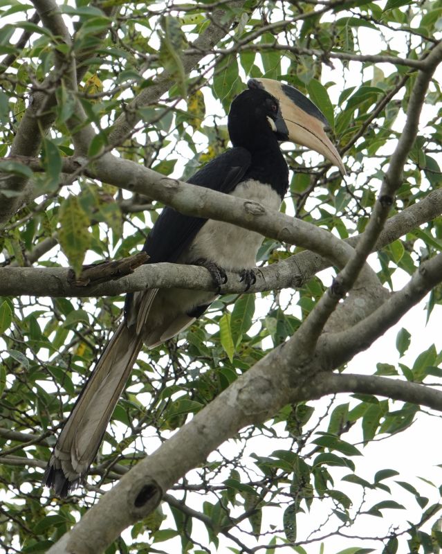 <i>Anthracoceros coronatus</i> (Malabar Pied Hornbill)