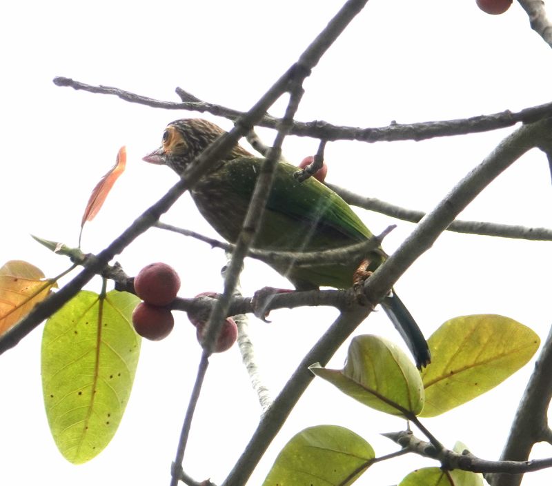 <i>Psilopogon zeylanicus</i> (Brown-headed Barbet)