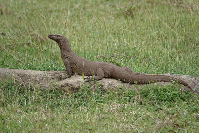 <i>Varanus bengalensis</i> (Bengal Monitor)