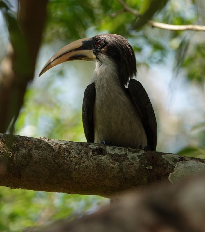 <i>Ocyceros gingalensis</i> (Sri Lanka Grey Hornbill)