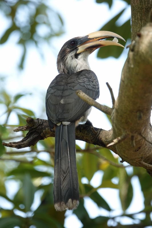 <i>Ocyceros gingalensis</i> (Sri Lanka Grey Hornbill)